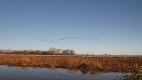 enjambre de mirlos volando en un murmullo sobre grullas canadienses