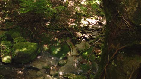 mossy rocks and roots of yakusugi trees on shiratani unsuikyo trail, yakushima