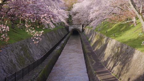 canal del lago biwako sosui, primavera sakura floreciendo temprano en la mañana