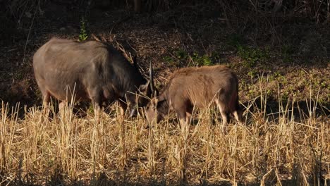 Grazing-buffaloes-with-one-exiting-to-the-right-side-of-the-frame,-Water-Buffalo,-Bubalus-bubalis,-Thailand