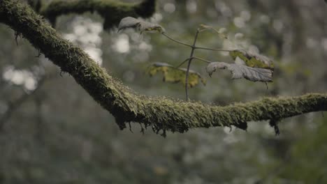 mossy covered branches in a dark woodland area in england