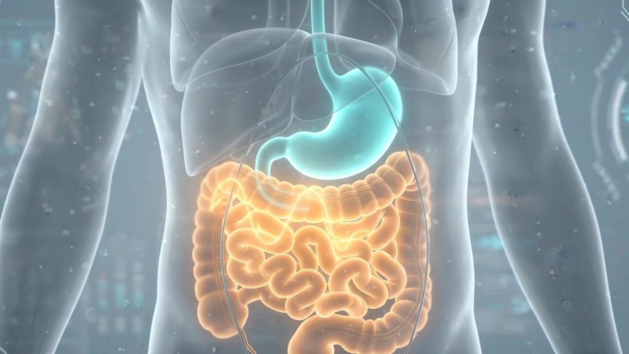 Animazione medica digitale dell'anatomia del sistema digerente umano