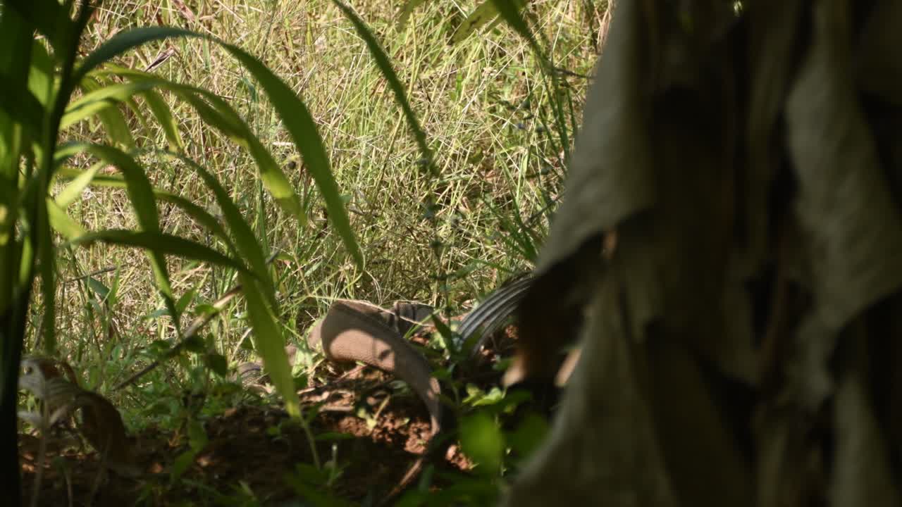 스리랑카 정원에서 모니터 도마뱀