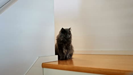 british longhair cat standing on a hardwood floor 3