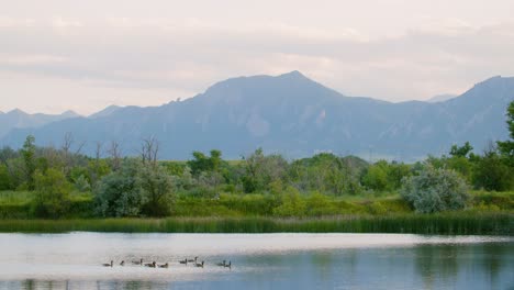 Wasservögel-Schwimmen-Auf-Waldteichen