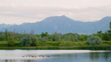las aves acuáticas flotan en los estanques de walden