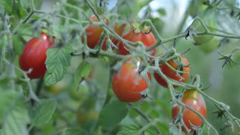 Statischer-Schuss-Nahaufnahme-Rote-Kirschtomate-In-Natürlichem-Bio-Gartenbauernhof