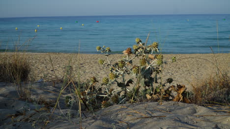 mar holly, eryngium maritimum, creciendo en la arena