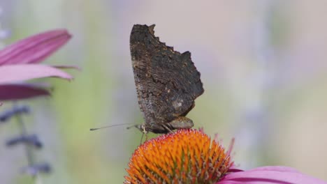 Una-Pequeña-Mariposa-Tortoiseshell-Alimentando-Néctar-De-Coneflower-Naranja,-Luego-Despega---Macro