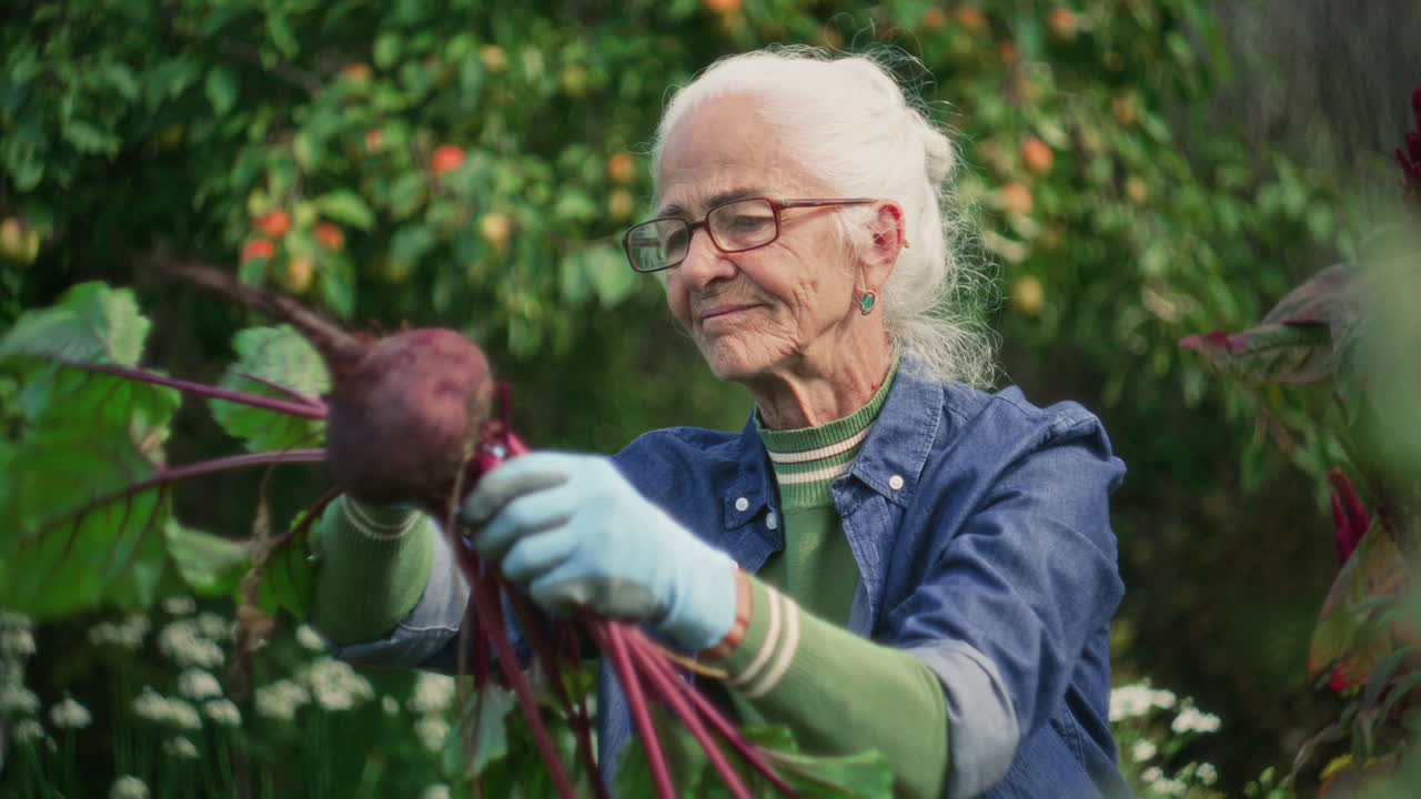 Senior Female Farmer Harvesting Beetroot in Lush Garden