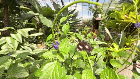 a butterfly flutters among vibrant green foliage in a sunlit greenhouse, showcasing natural beauty and tranquility