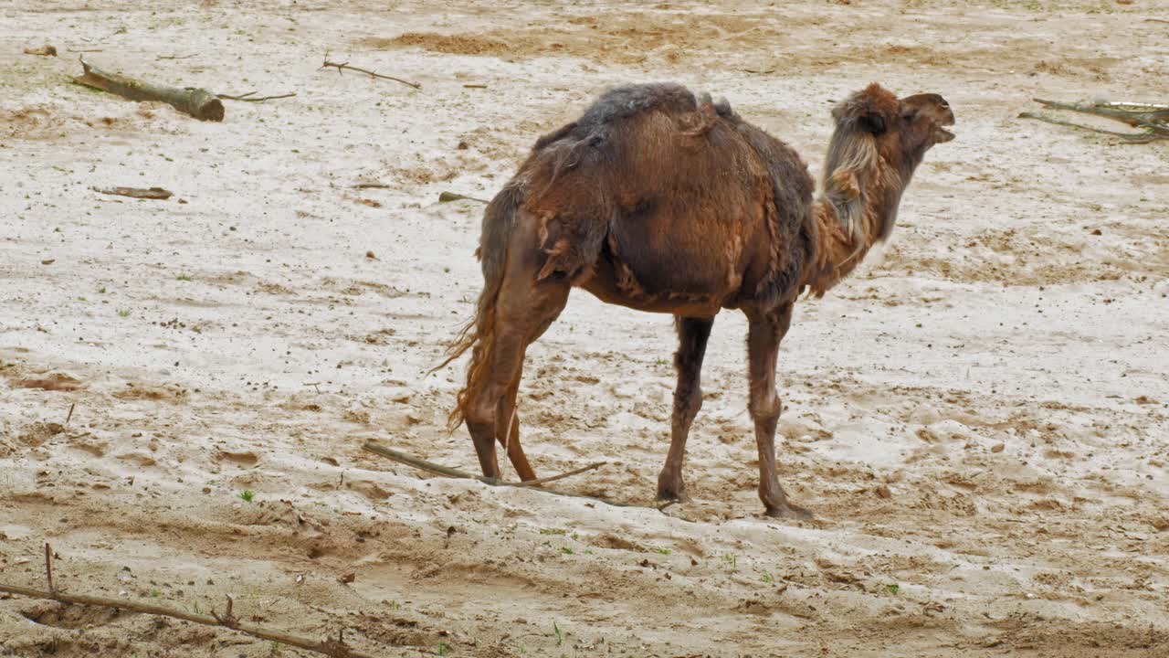 dromedario - camello árabe masticando comida mientras está de pie en la arena en el zoológico