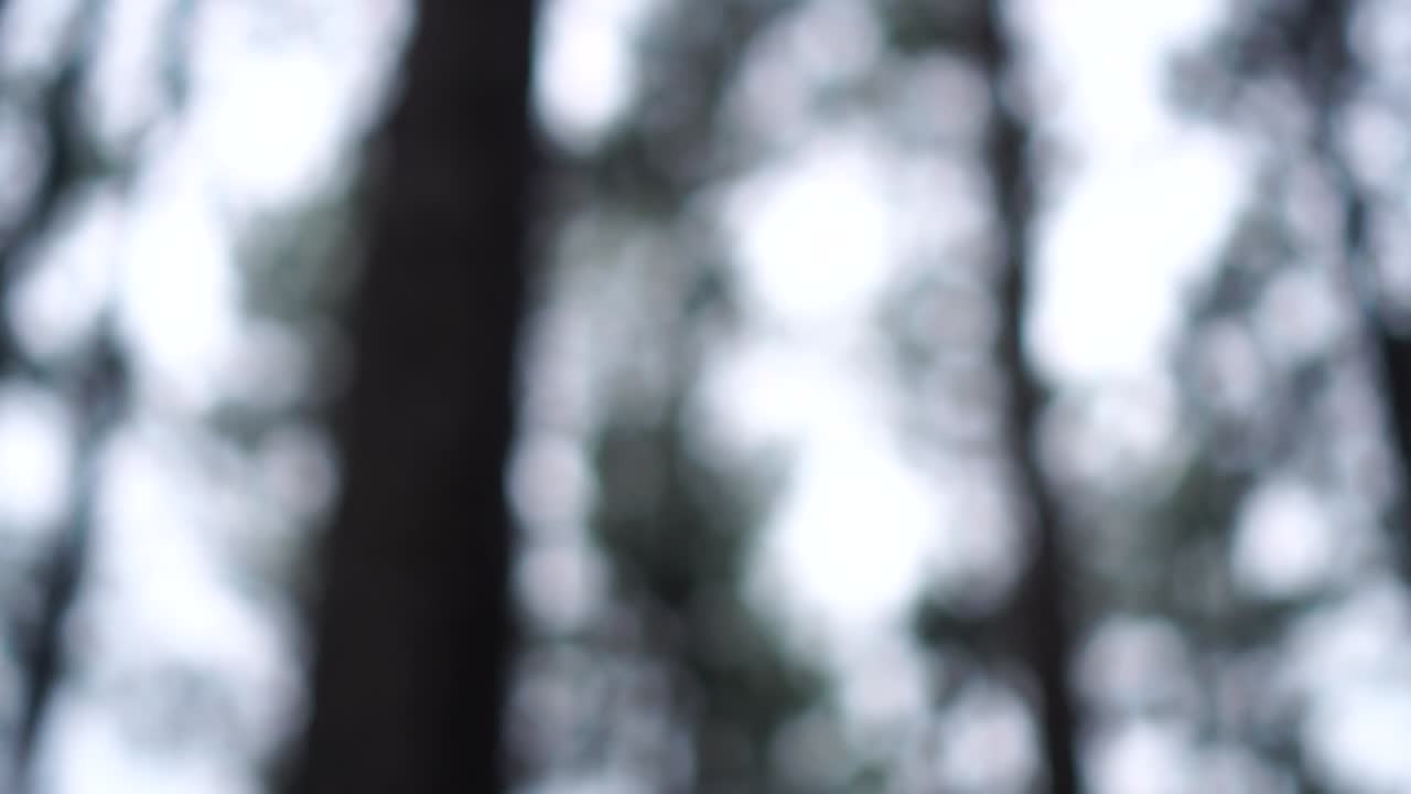 I vinterskogen. Uskarpt bakgrunn.
