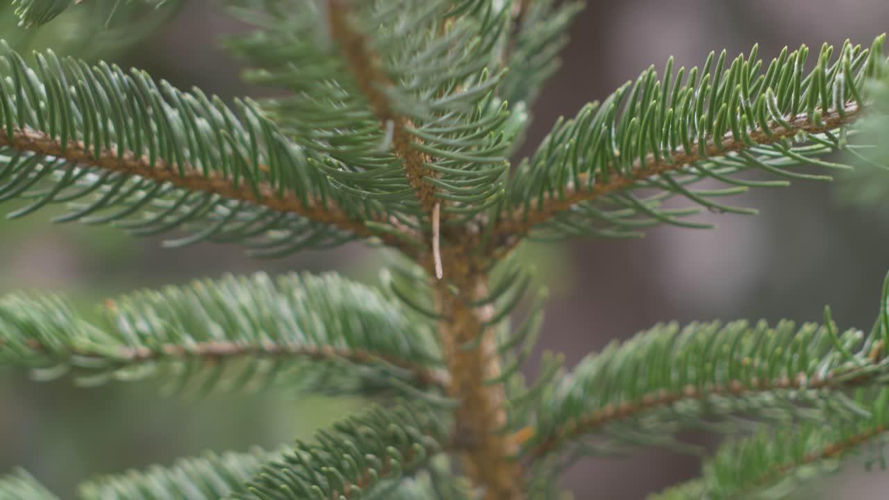 In the Doftana valley I found a fir tree with very thick legs and a very bright green. Fir needles are sharp and very thick.