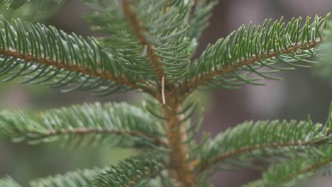 in the doftana valley i found a fir tree with very thick legs and a very bright green. fir needles are sharp and very thick.