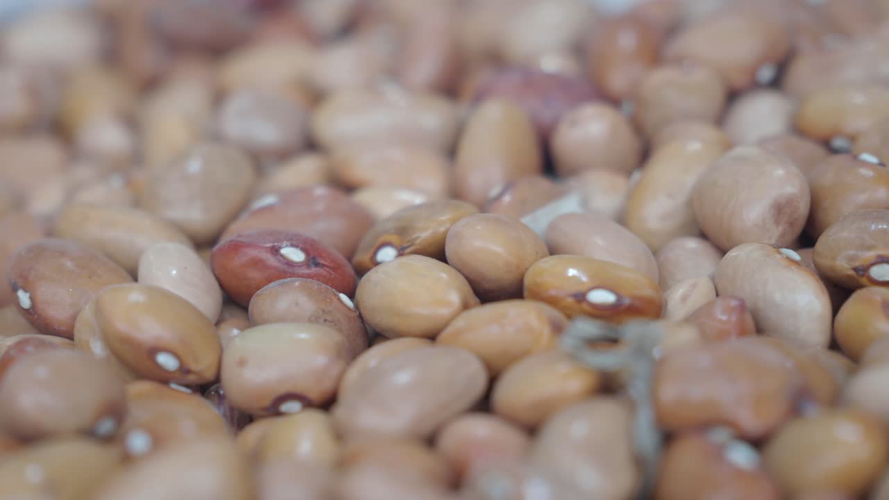 건조 된 핀토 콩