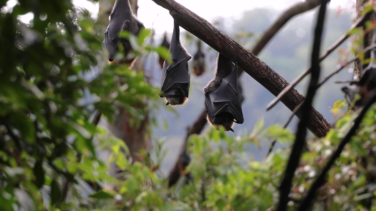 Vista di volpi volanti selvatiche (pipistrelli della frutta) appese agli alberi e che dormono, nel Nuovo Galles del Sud settentrionale, Australia.