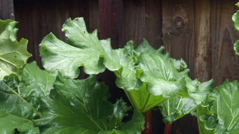 Home-Grown-Lush-Green-Rhubarb-In-Backyard-Garden