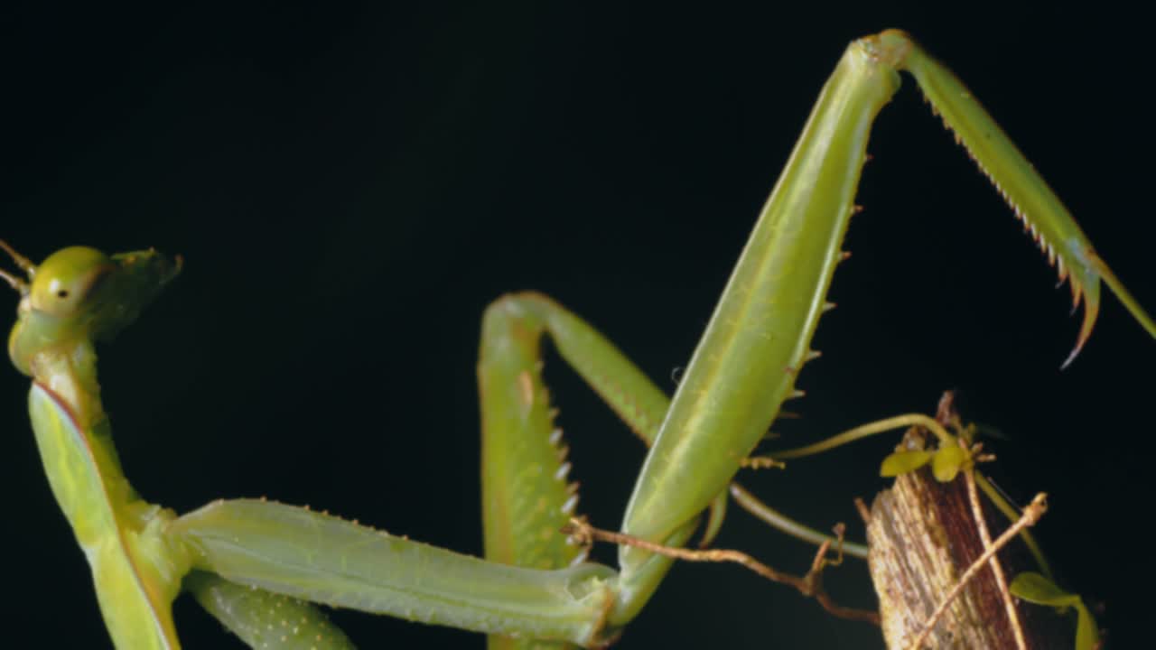 super primer plano de una mantis religiosa verde con sus increíbles garras y cabeza de tipo alienígena