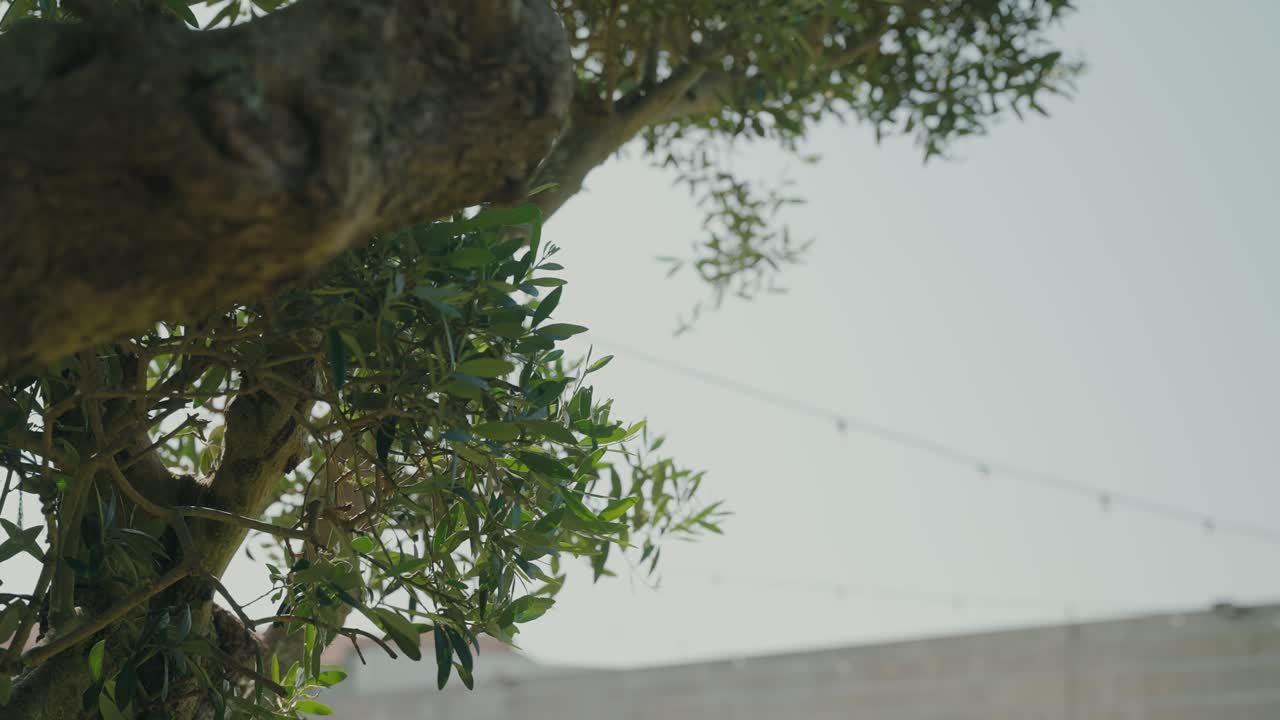 Olive tree branches swaying softly against a bright open sky
