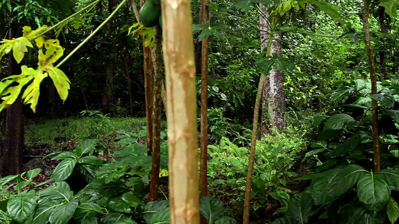 tiro en movimiento a través de una selva tropical o selva