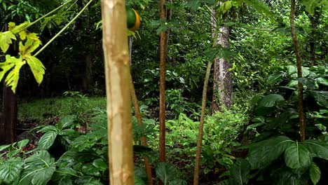 moving shot through a rainforest or jungle