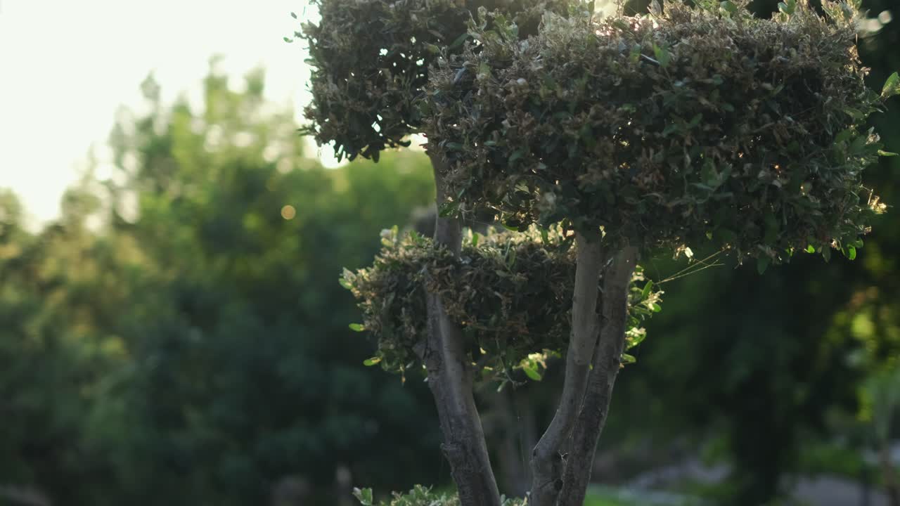 해질녘의 녹색 정원