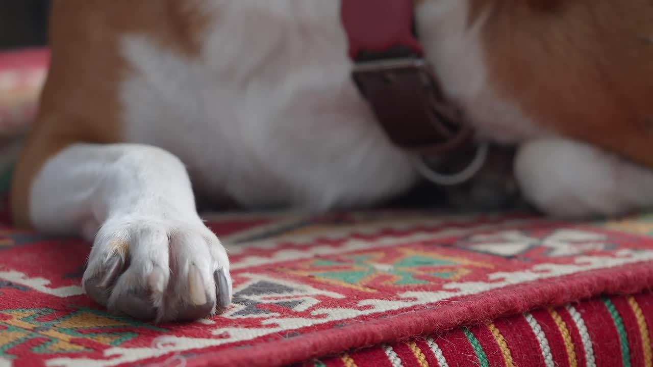 Halı üzerinde köpek patisi