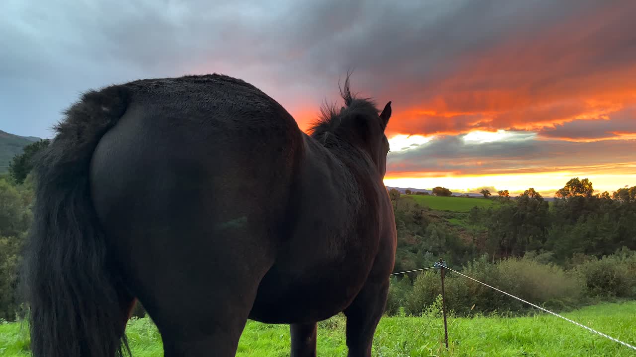caballo español - un caballo negro que disfruta de las vistas del atardecer en el norte de españa