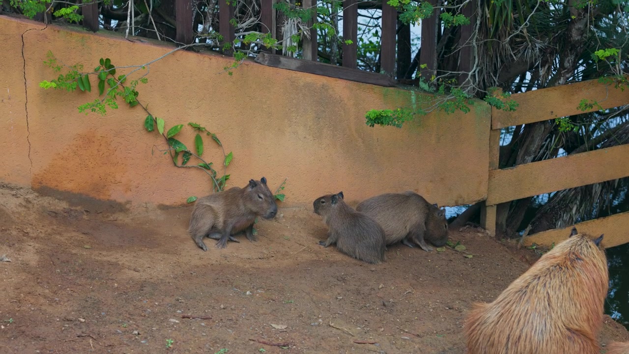 Capibara che esplorano la spiaggia di Ferradura a Buzios, Brasile, Rio de Janeiro.