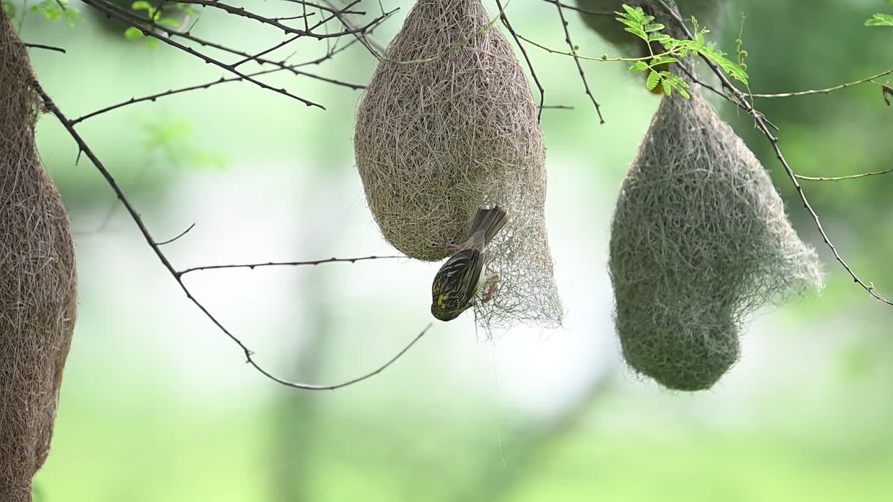 Weaver bird captured constructing suspended nest in wide colony view