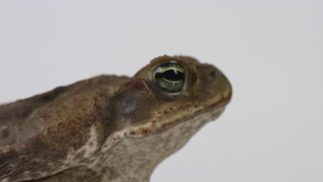 cane toad marine toad side profile - rack focus as he hops off screen