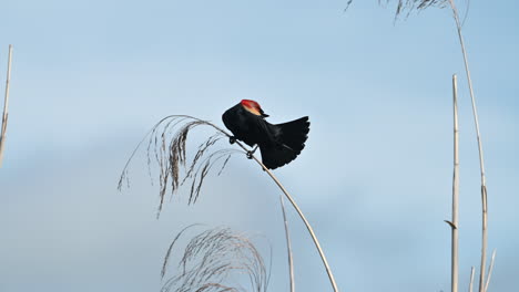 macho de mirlo de alas rojas posado en un tallo de junco, florida, ee.uu.