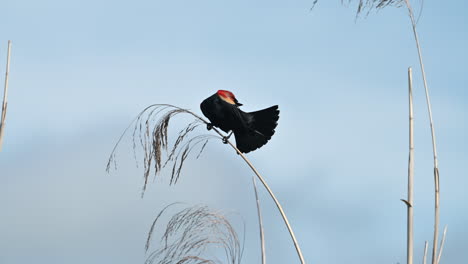 red-winged blackbird male perched on reed stem, florida, usa