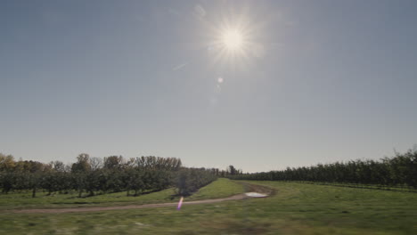 driving through the us countryside, side window view of a manicured apple orchard