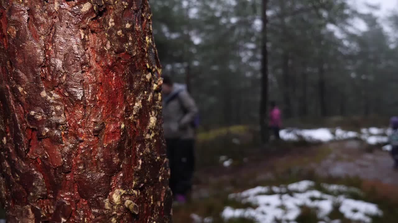 Family out for a hike on a cold day inthe forest with rain and sleet - focus on tree in the foreground with the family defocused in the background