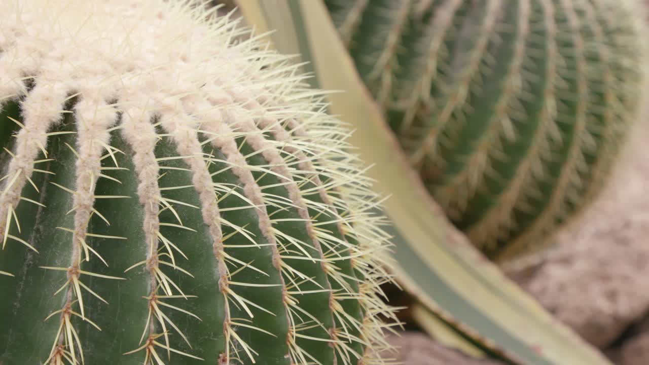 racimo de cactus de barril dorado (echinocactus grusonii) en un jardín árido tropical