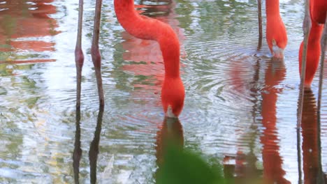 los flamencos o flamencos son un tipo de ave de vadeo de la familia phoenicopteridae, la única familia de aves en el orden phoenicopteriformes.