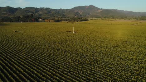 outward-aerial-dolly-of-Napa-valley-grapes-vines-with-a-tractor