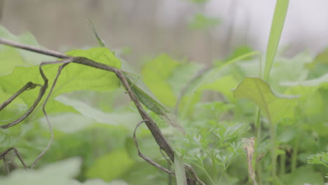 A-grasshopper-is-jumping-among-the-weeds