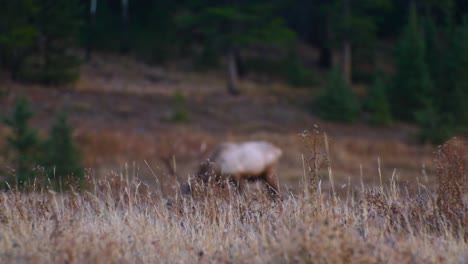 Hierba-Amarilla-Con-Macho-De-Toro-De-Alce-En-El-Fondo-Pastando-En-Otoño