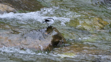 white wagtail bird pecks eats algae peched on wet stone in the middle of mountain stream rapids