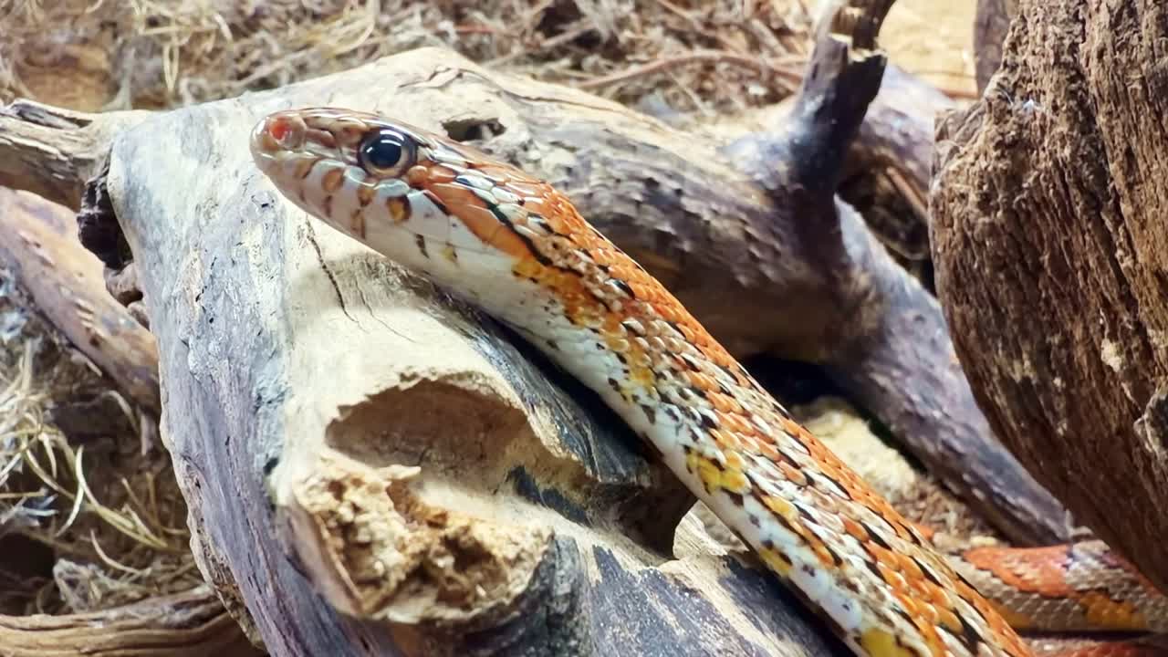 Primo piano di un serpente del grano arancione che si muove su rami di legno nel suo terrario.