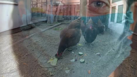 gallinas comiendo en el gallinero contra una mujer que lleva una máscara facial