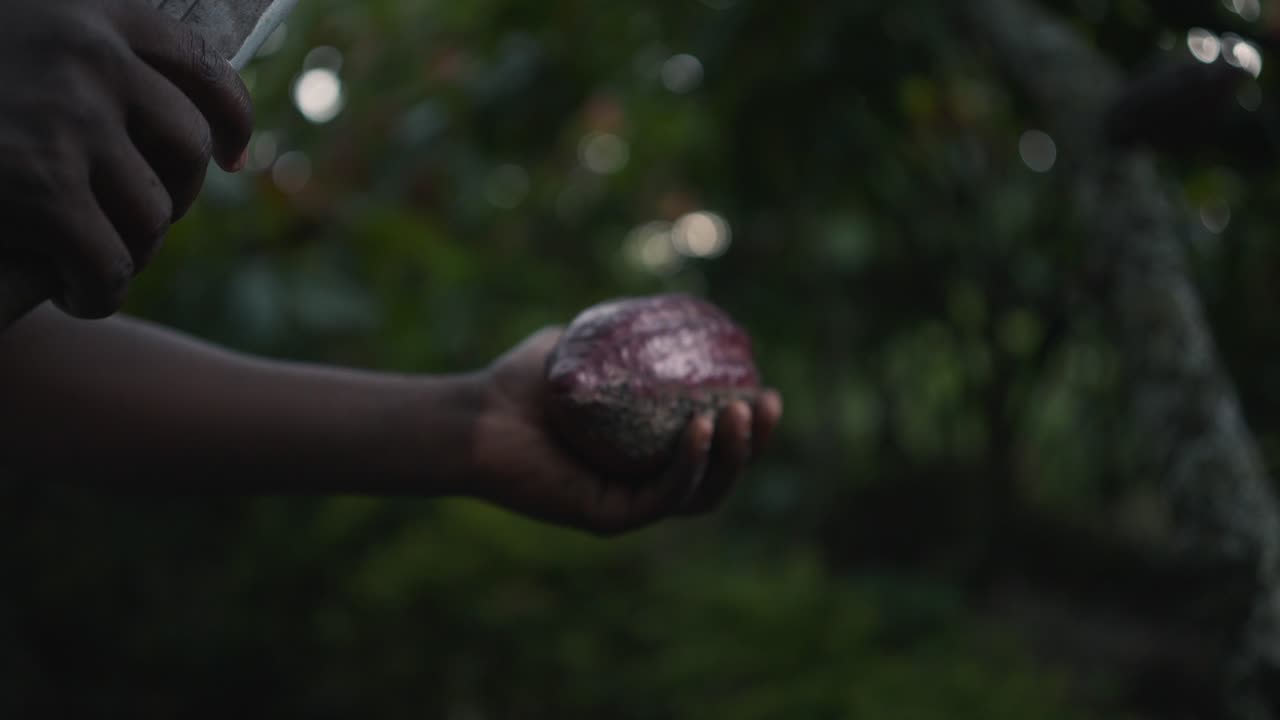 hombre local africano negro abriendo una fruta de cacao púrpura con un machete en una cámara lenta cinematográfica