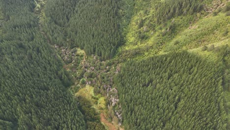 Stunning 4K drone footage captures a dynamic tilt-up shot in the Picton area of New Zealand's South Island, revealing a verdant valley of pine trees nestled among the hills