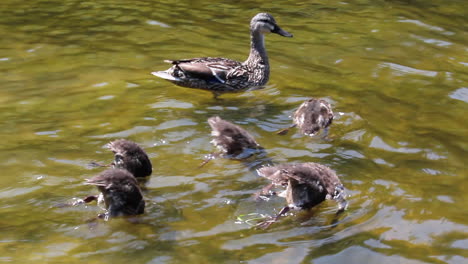 A-close-up-of-a-family-of-ducks-swimming-in-a-lake