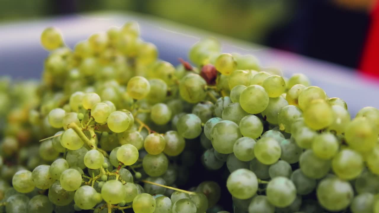 Slow motion, close up of ripe grapes thrown from a basket during harvest season, in a italian vineyard