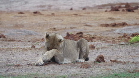 Calm-lioness-licks-her-paw-and-cleans-her-fur,-laying-down-on-the-dry-ground