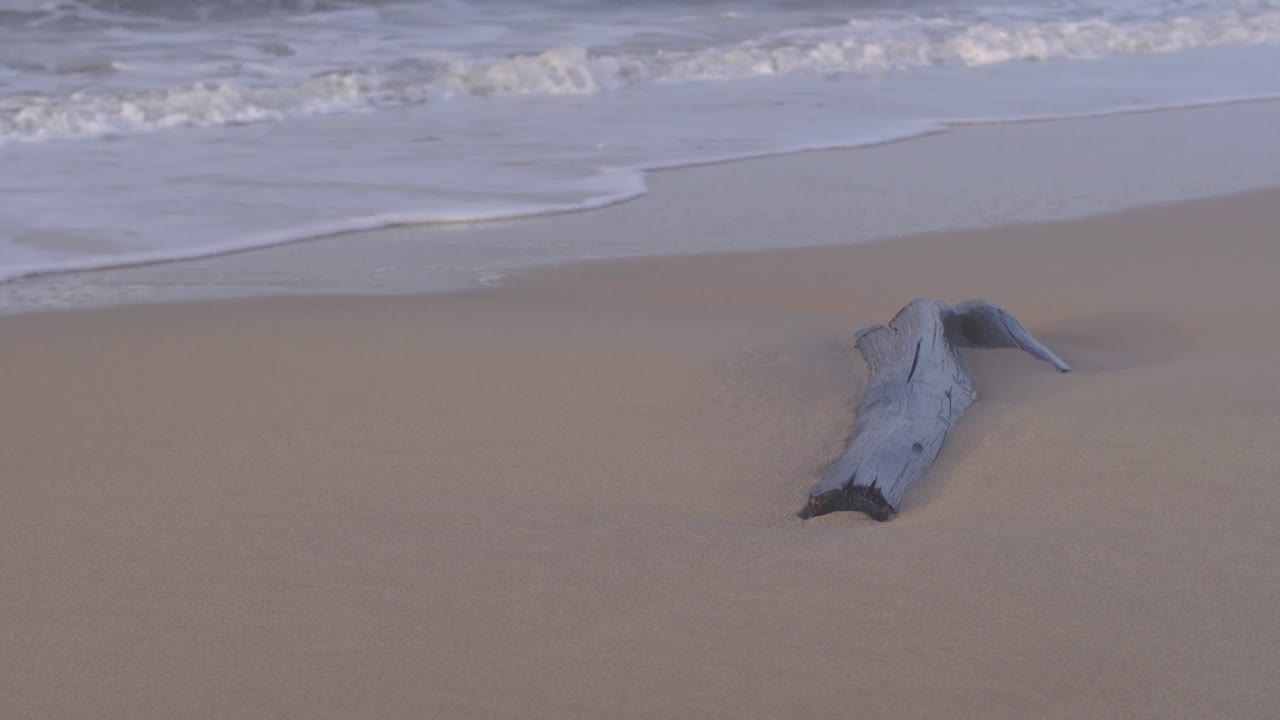 Log buried in the sand on the shore, being hit by the waves of the sea